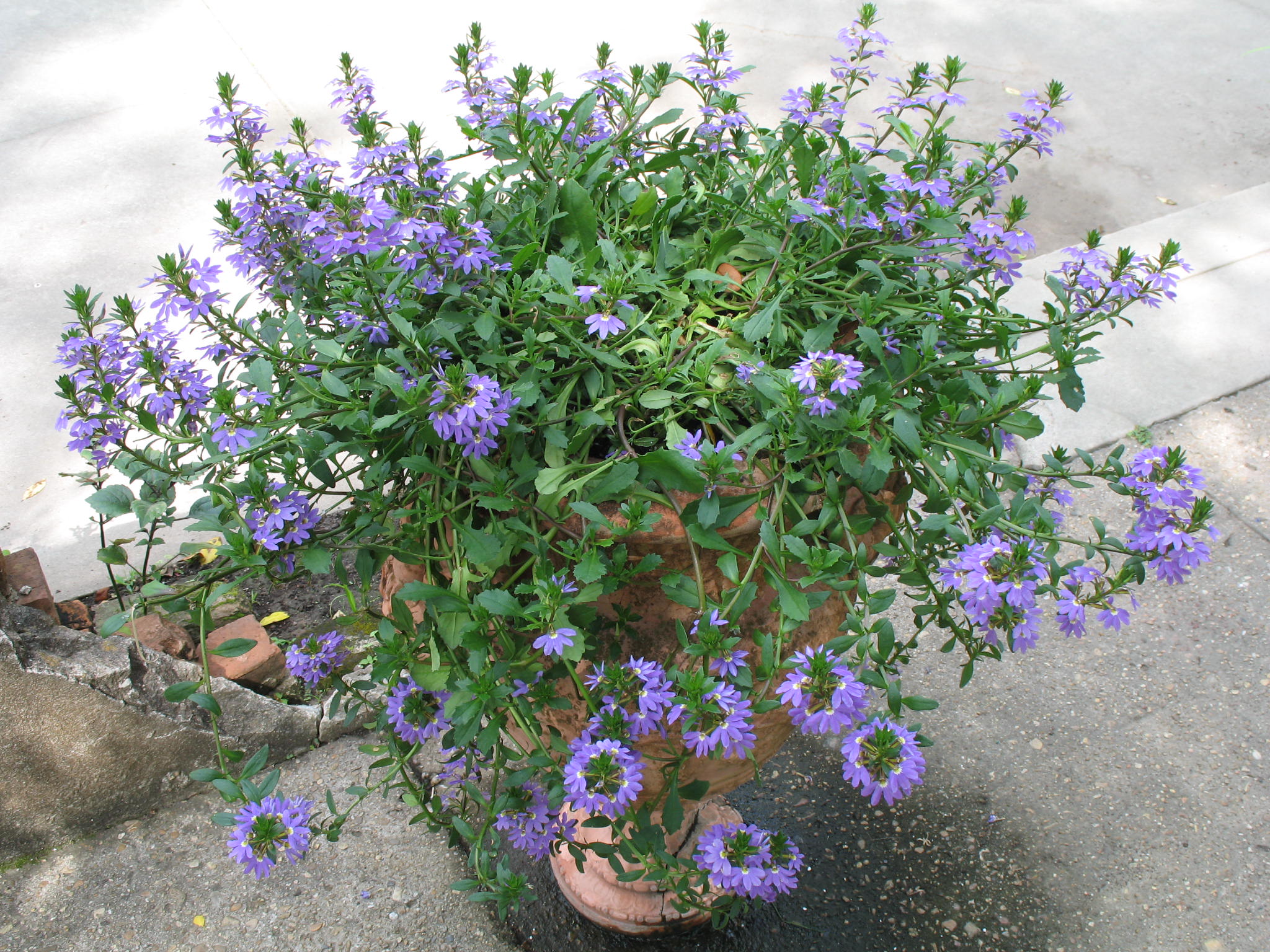 Online Plant Guide - Scaevola aemula 'Blue Wonder' / Blue Wonder Fan Flower